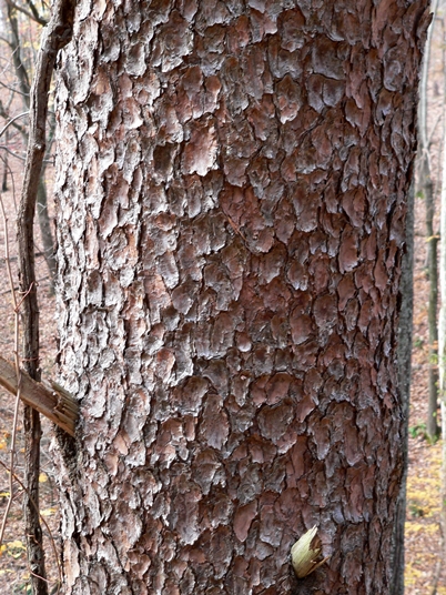 {Pinus virginiana}